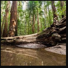 Hendy Woods State Park