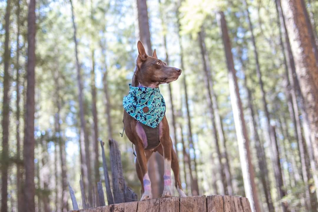 Hayward Flat Campground