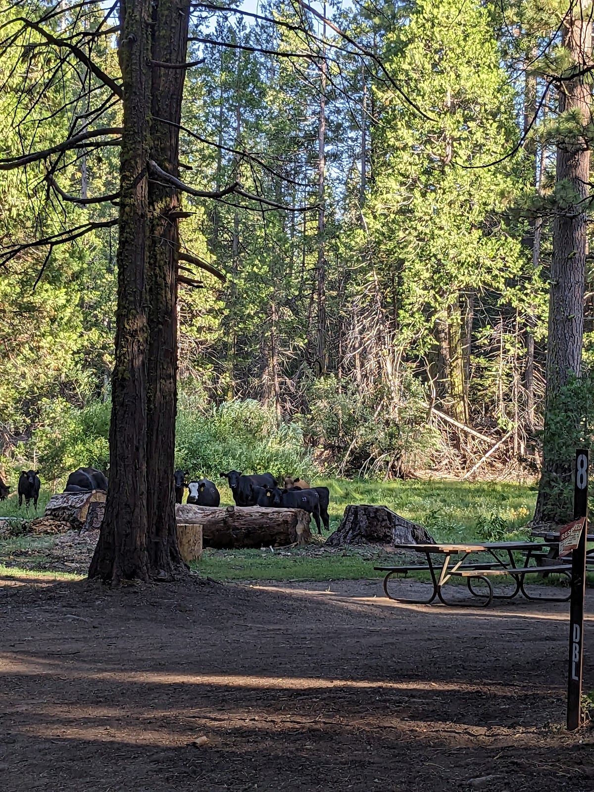 Kelty Meadow Campground