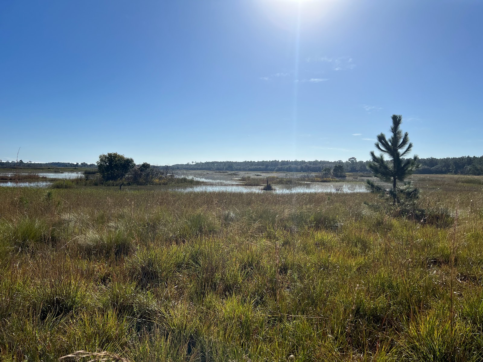 Hopkins Prairie NF Campground