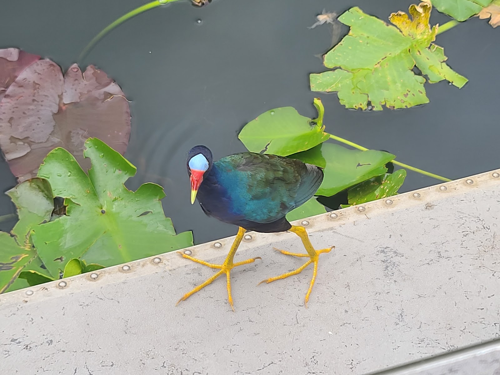 Backcountry Willy Willy - Everglades National Park