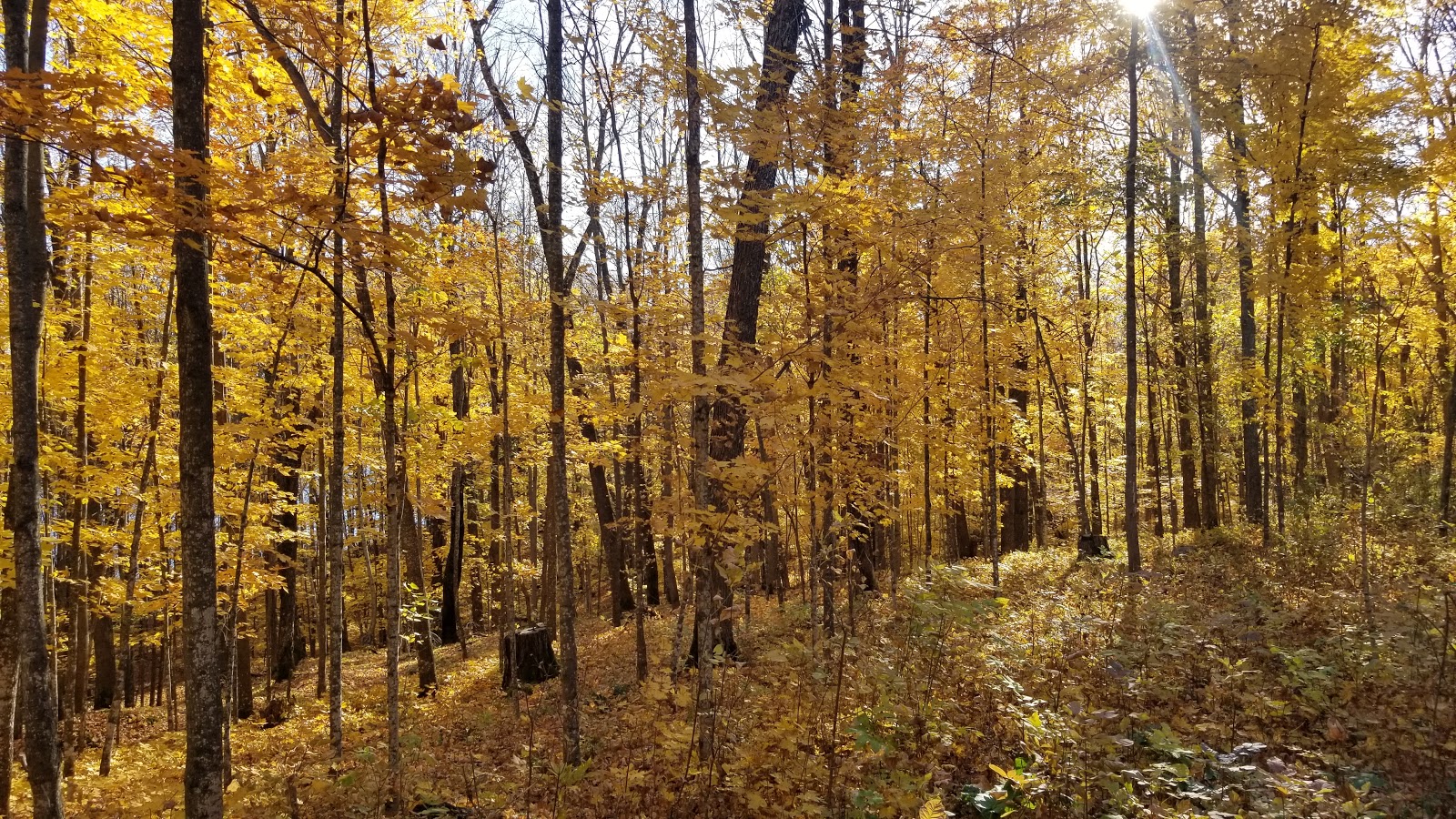 Lake of the Pines - Flambeau River SF