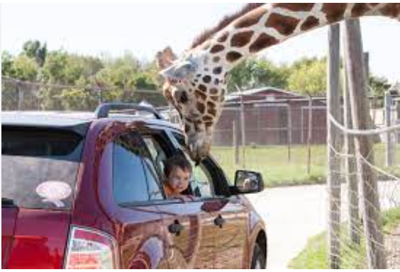 Wildlife Safari RV Area