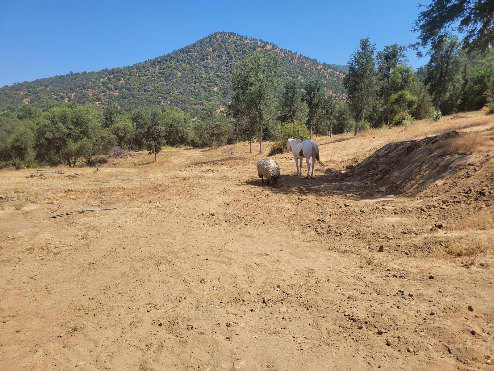 Camp Ikigai at Ikigai Animal Sanctuary