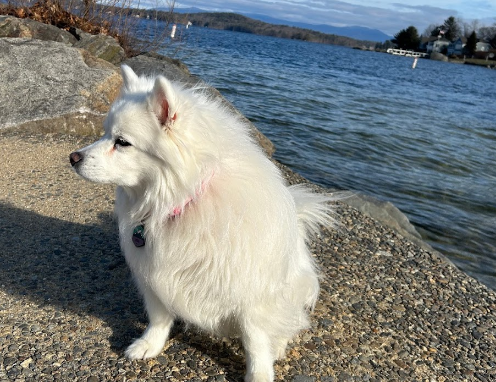 Weirs Beach Tent & Trailer