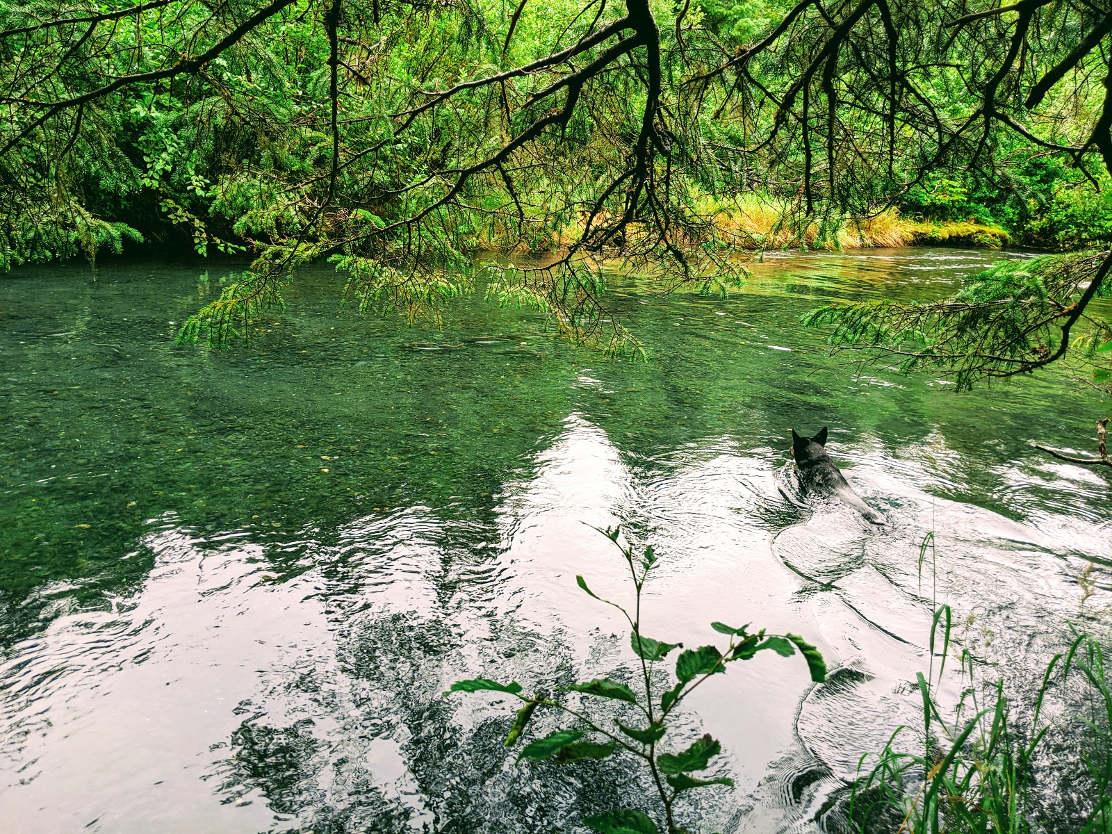 Black Bear NF Campground
