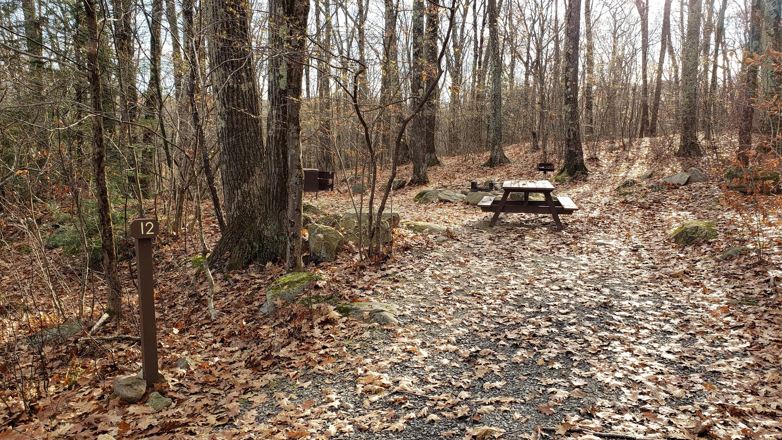 Beartown State Forest Site 12