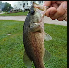Koch's Meadow Lake Campground