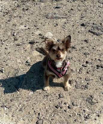 Royal Peacock Opal Mines