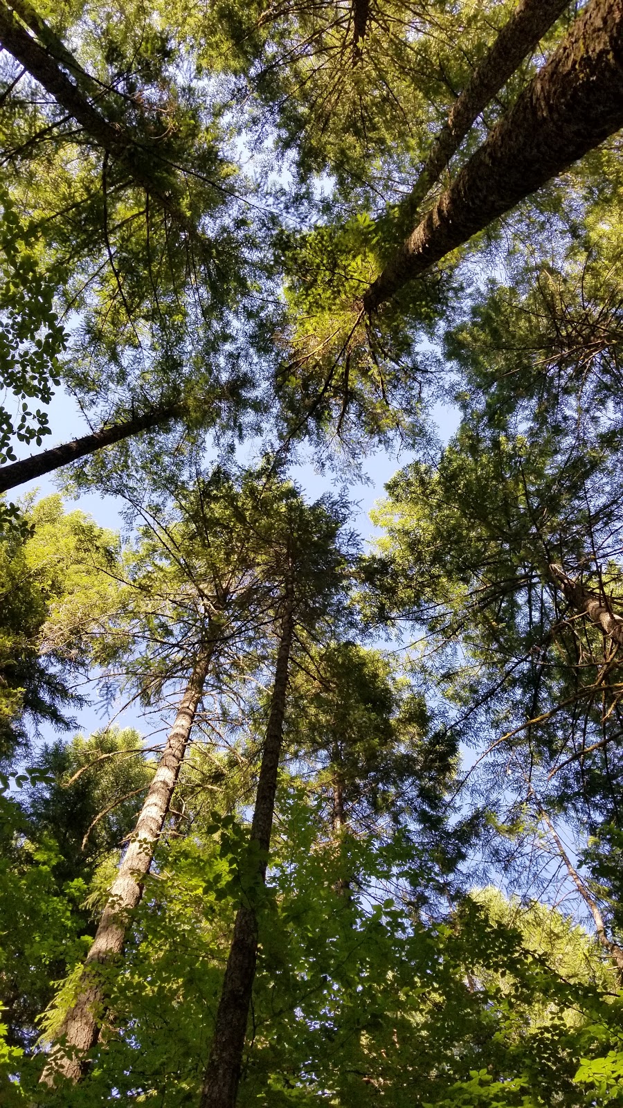 Bogus Creek Campground