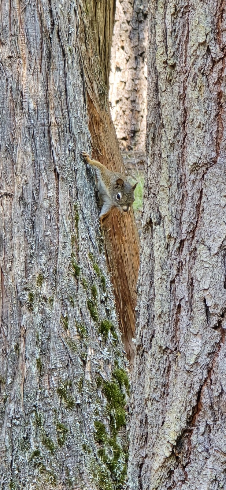 Copper Creek Campground