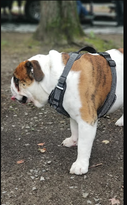 Pine Ridge RV Camping