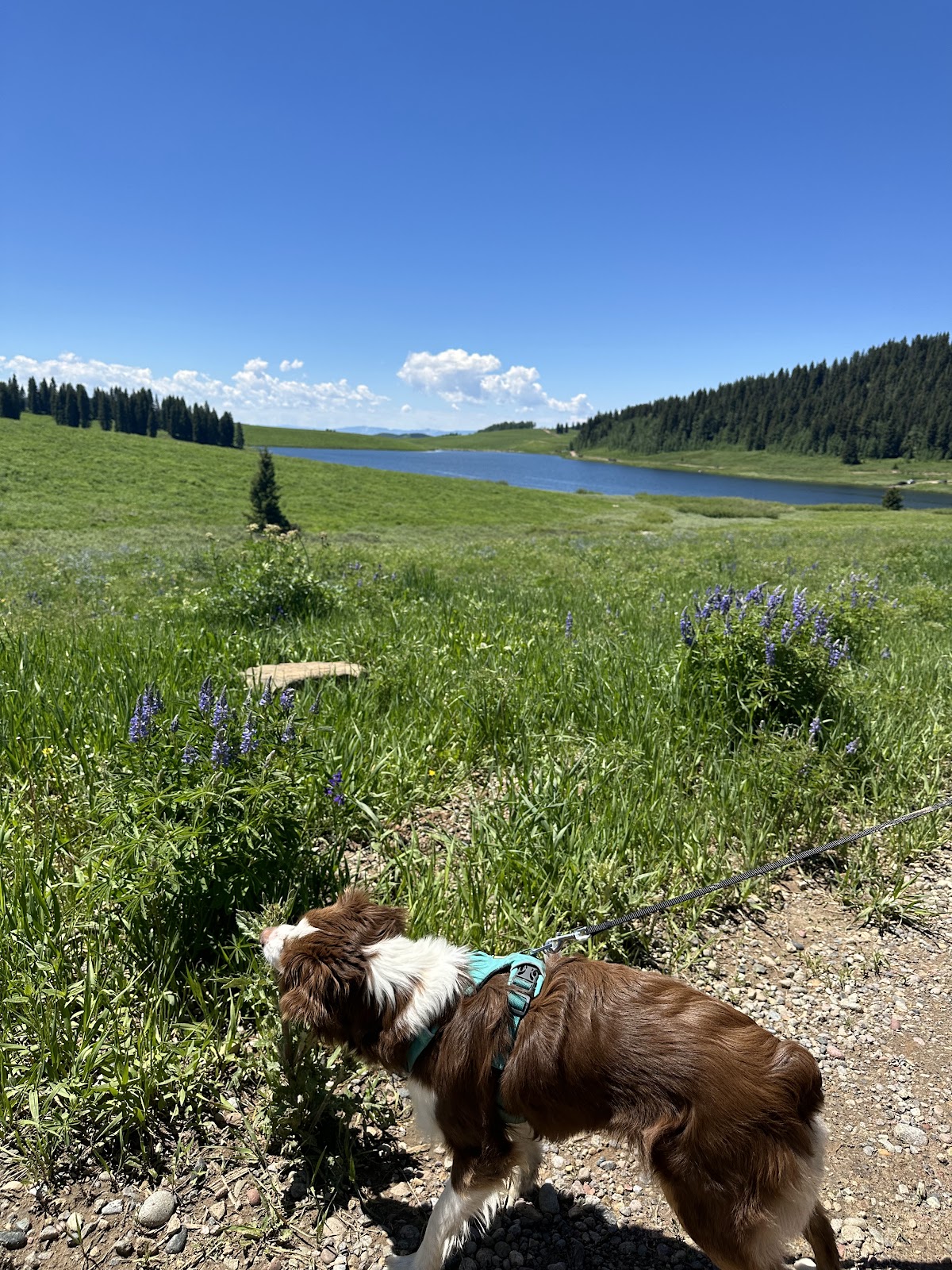 Meadow Ridge Campground