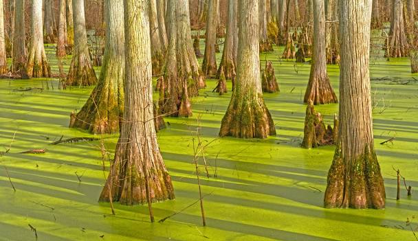 Cache River National Wildlife Refuge