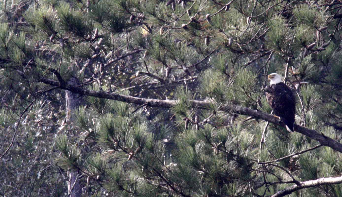 Turkey Fork Rec Area NF Campground