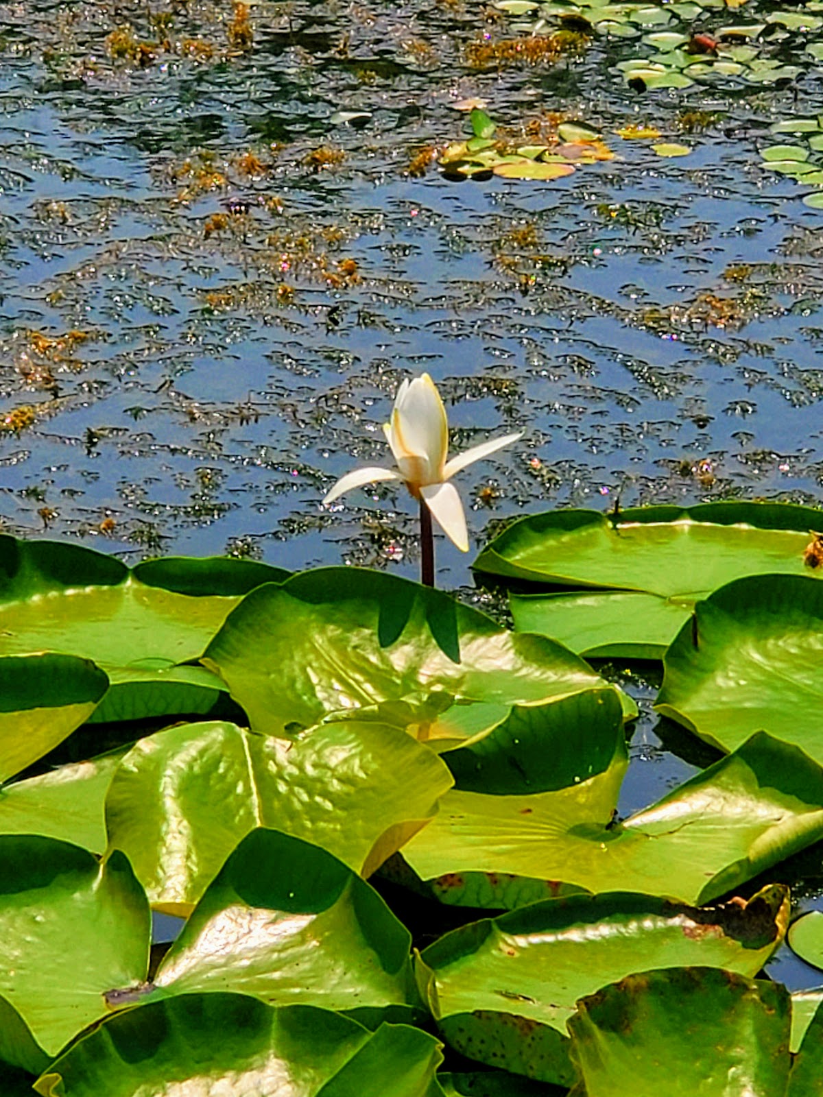 Cane Creek Campground