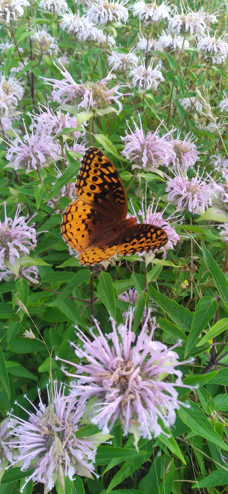 Crown Mountain Canvas