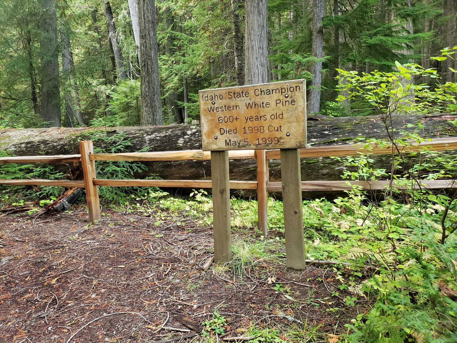 Giant White Pine Campground