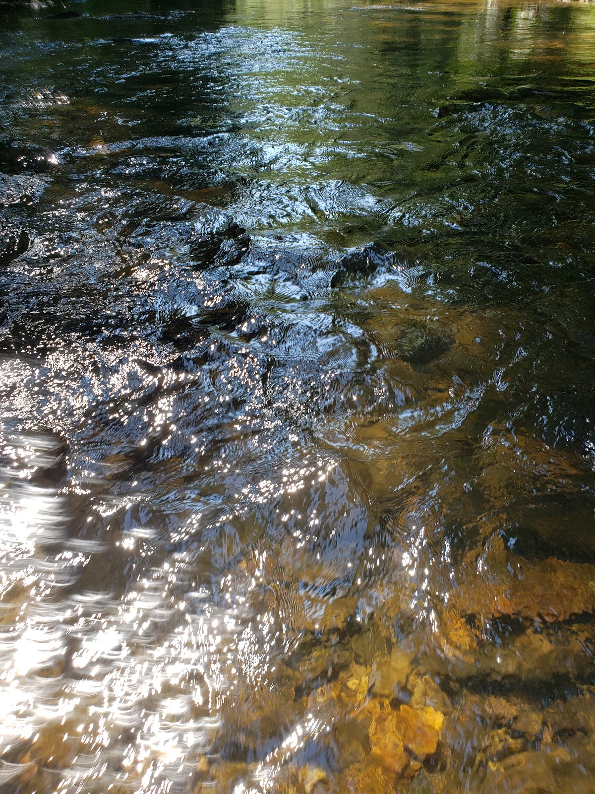 Cooper Creek NF Campground