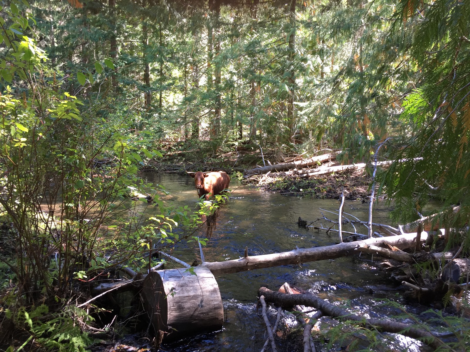Clear Creek Crossing Campground