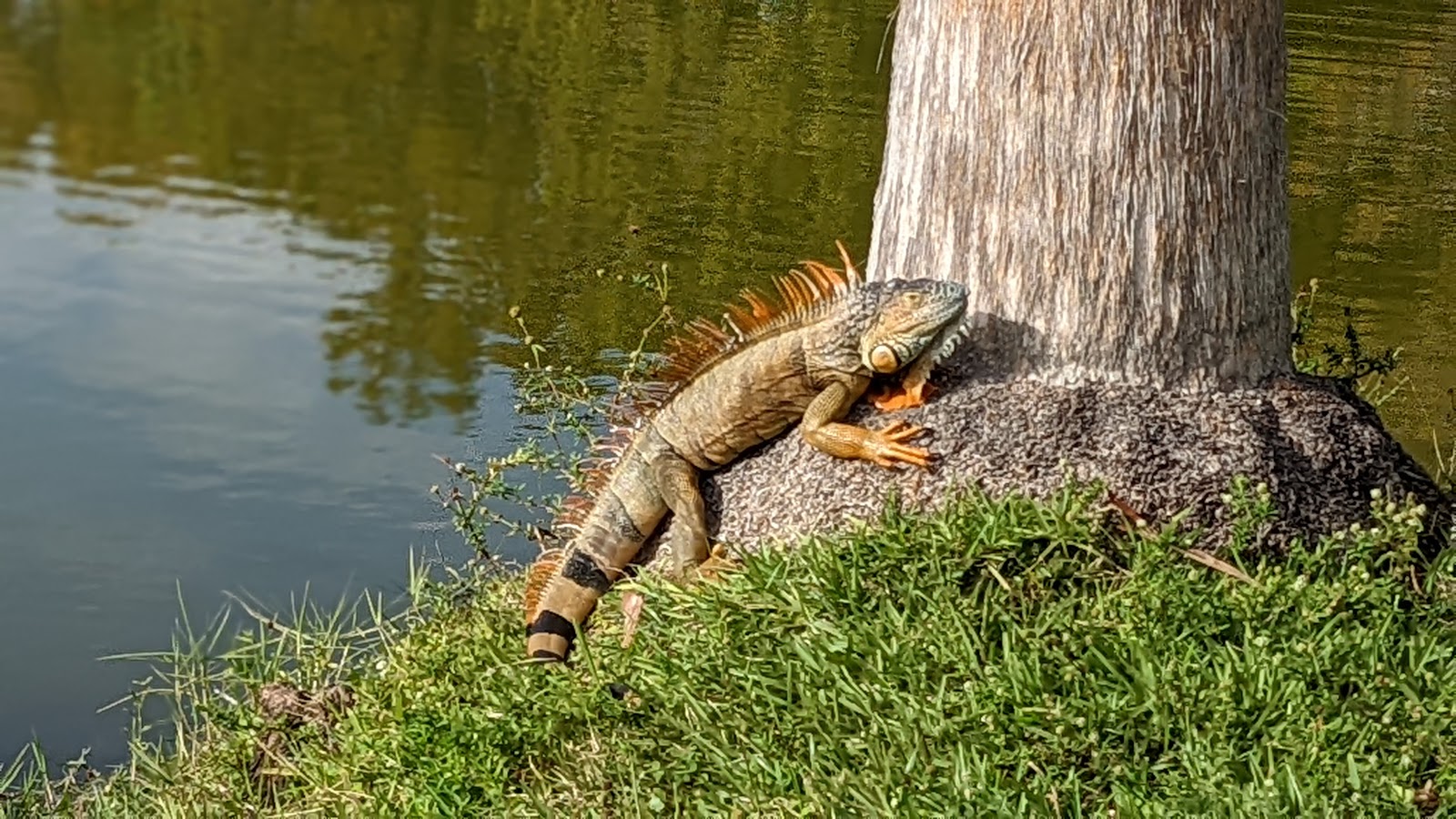 Easterlin Park Broward County Park