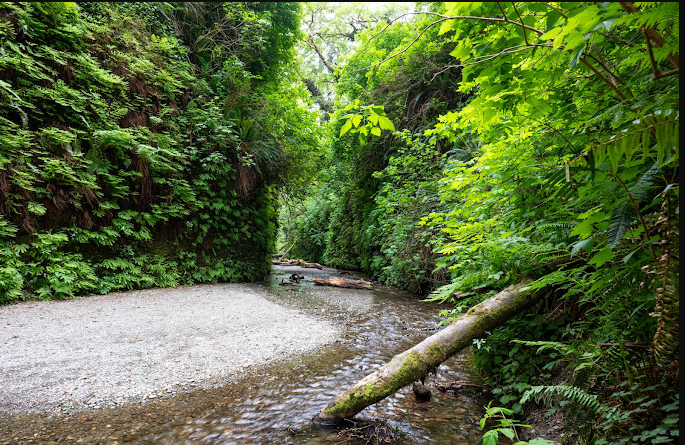 Prairie Creek Redwoods State Park