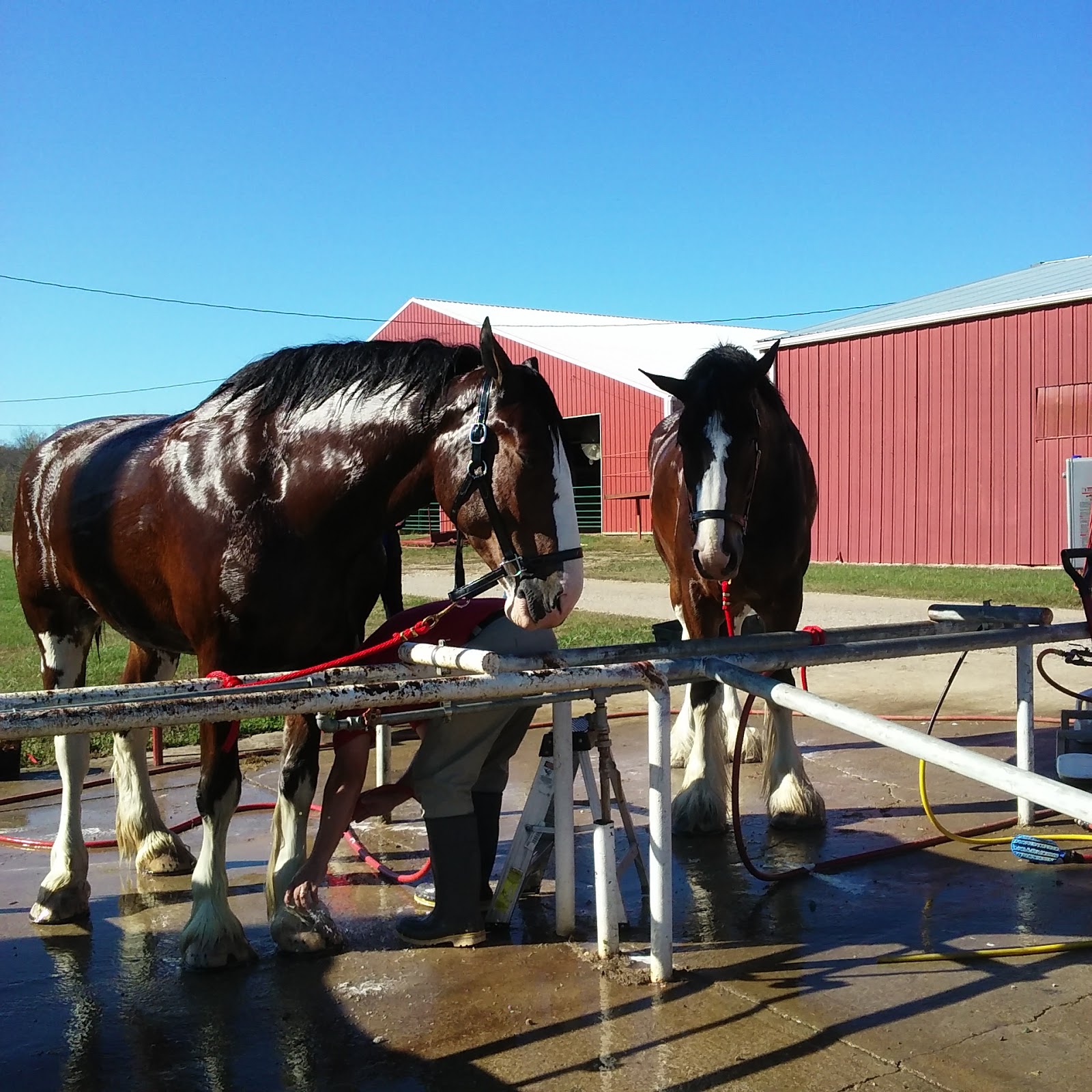 Jackson County Junior Fair