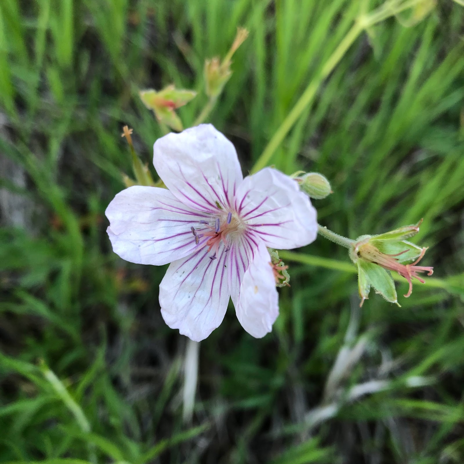 Little Mattie Campground