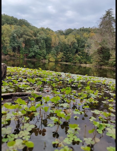 Tom Wallace Recreation Area