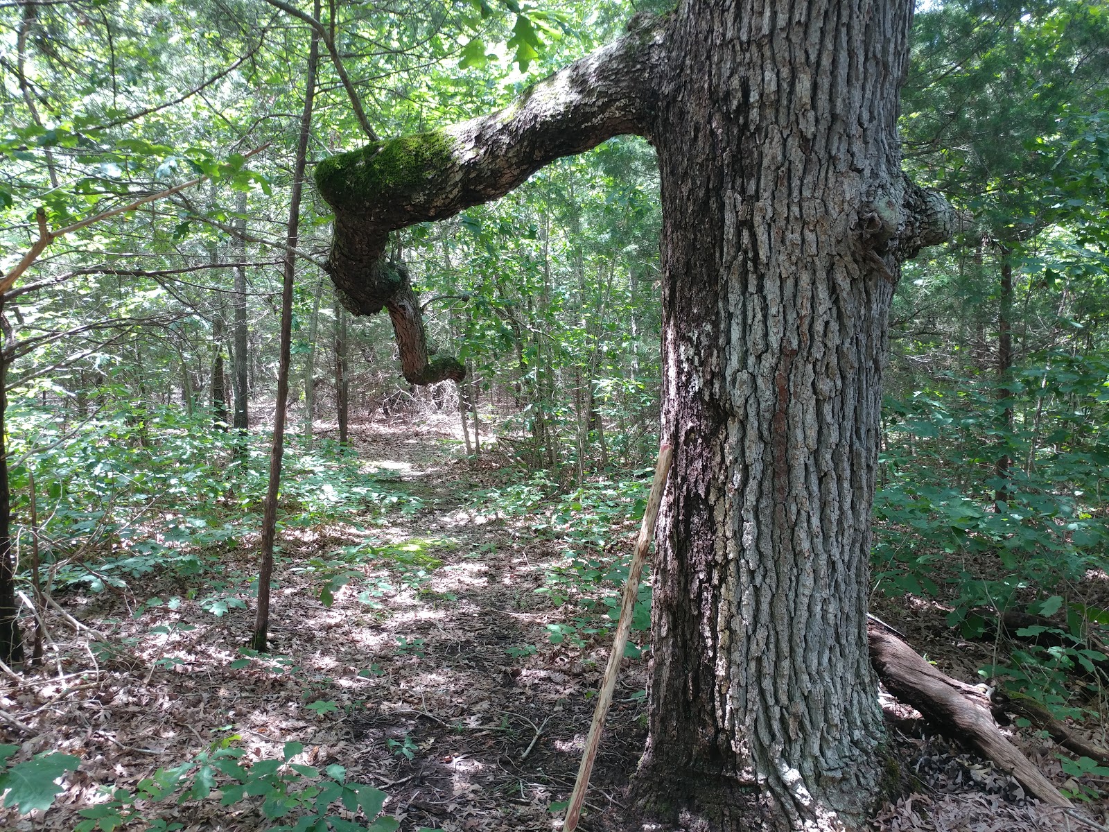 Dale Sare Conservation Area