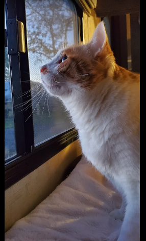 KOA Holiday Redmond Central Oregon