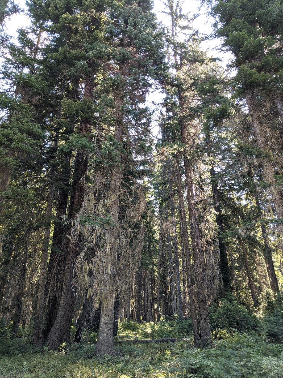 Nineteenmile Campground