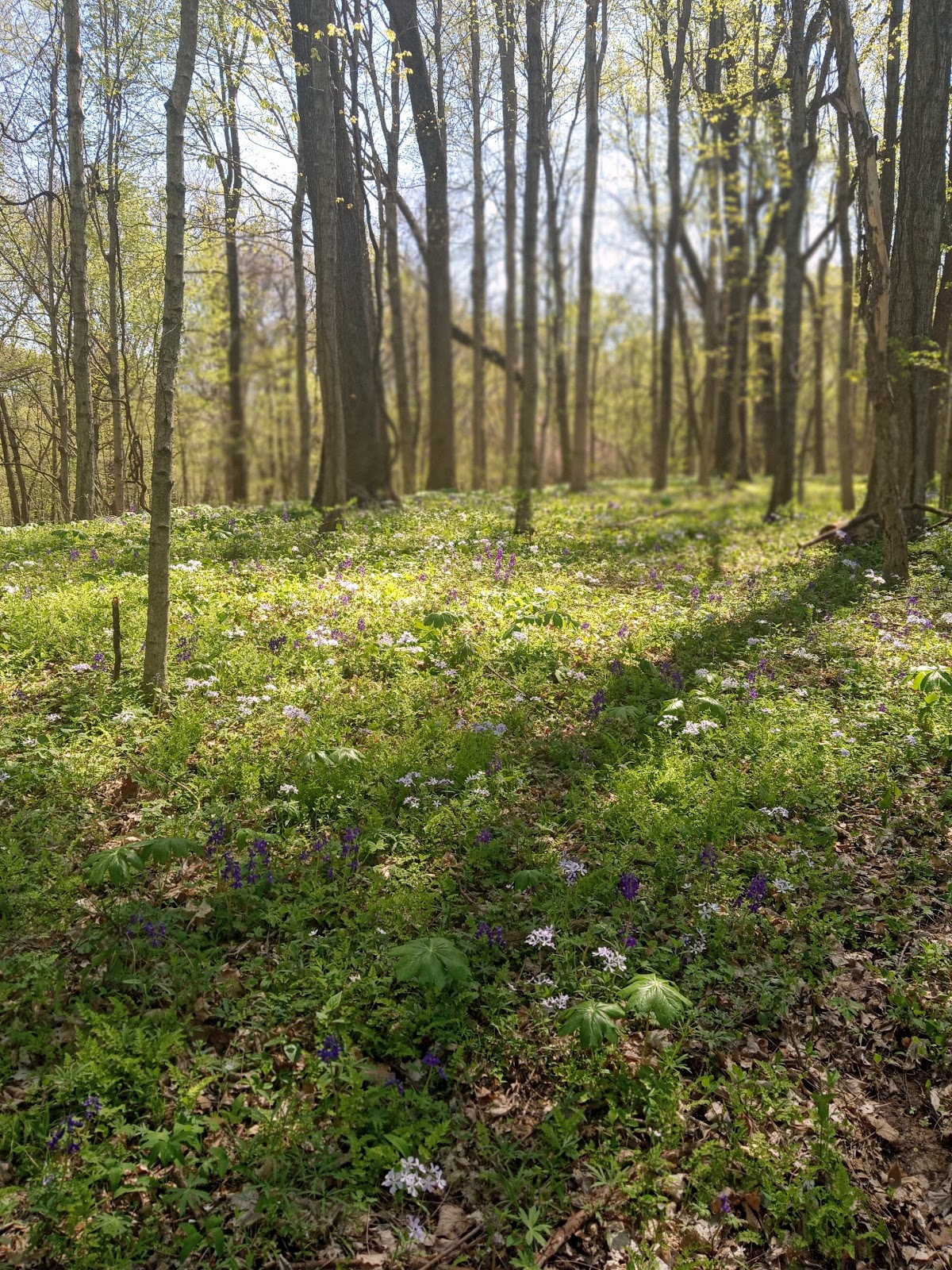 Ouabache Trails County Park