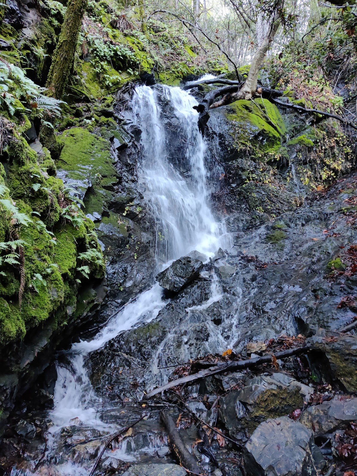 Uvas Canyon County Park