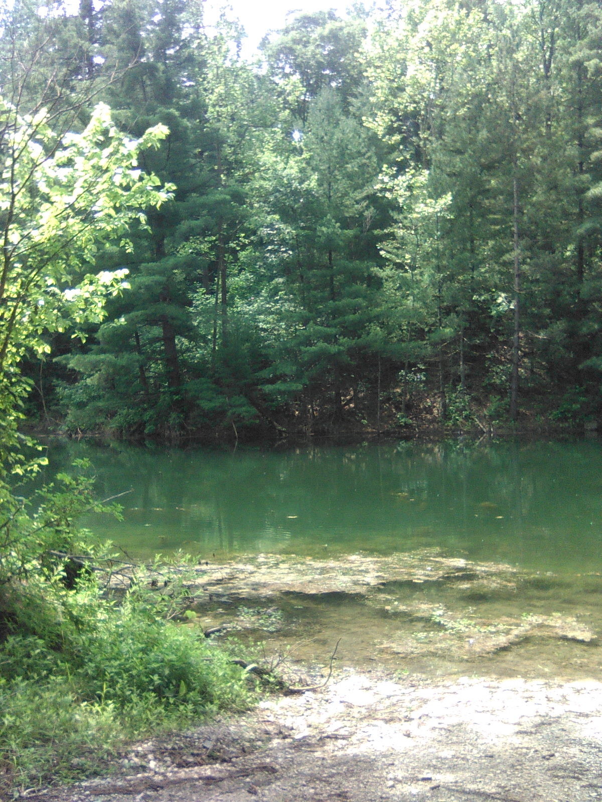 Greene Sullivan State Forest