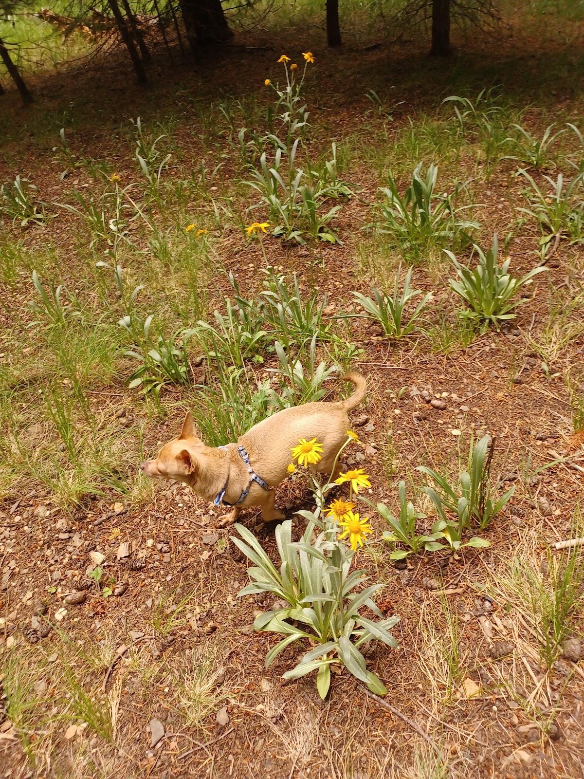 Upper Hospital Flat Group Site