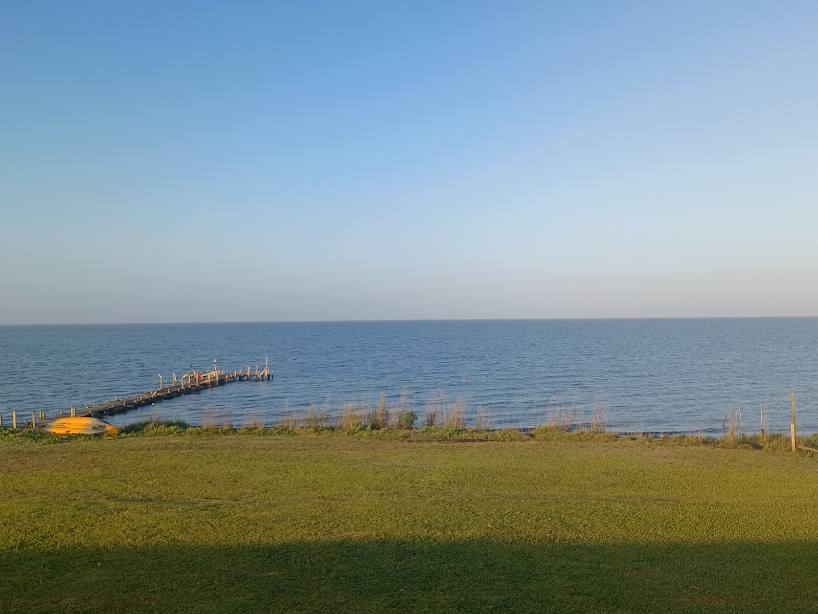 Yellow Cotton Bayside