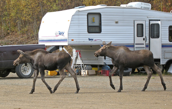 Chicken Gold Camp & Outpost