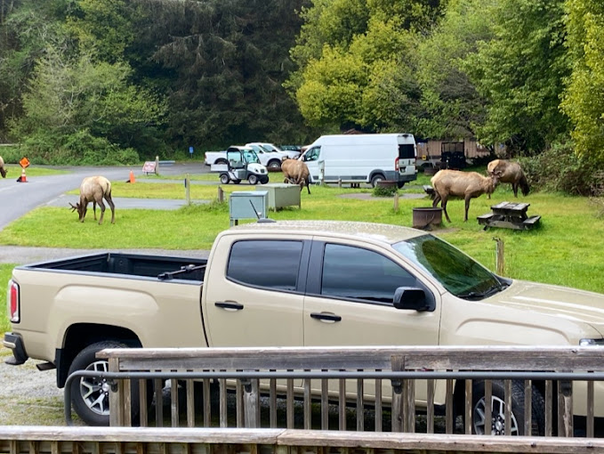 Prairie Creek Redwoods State Park
