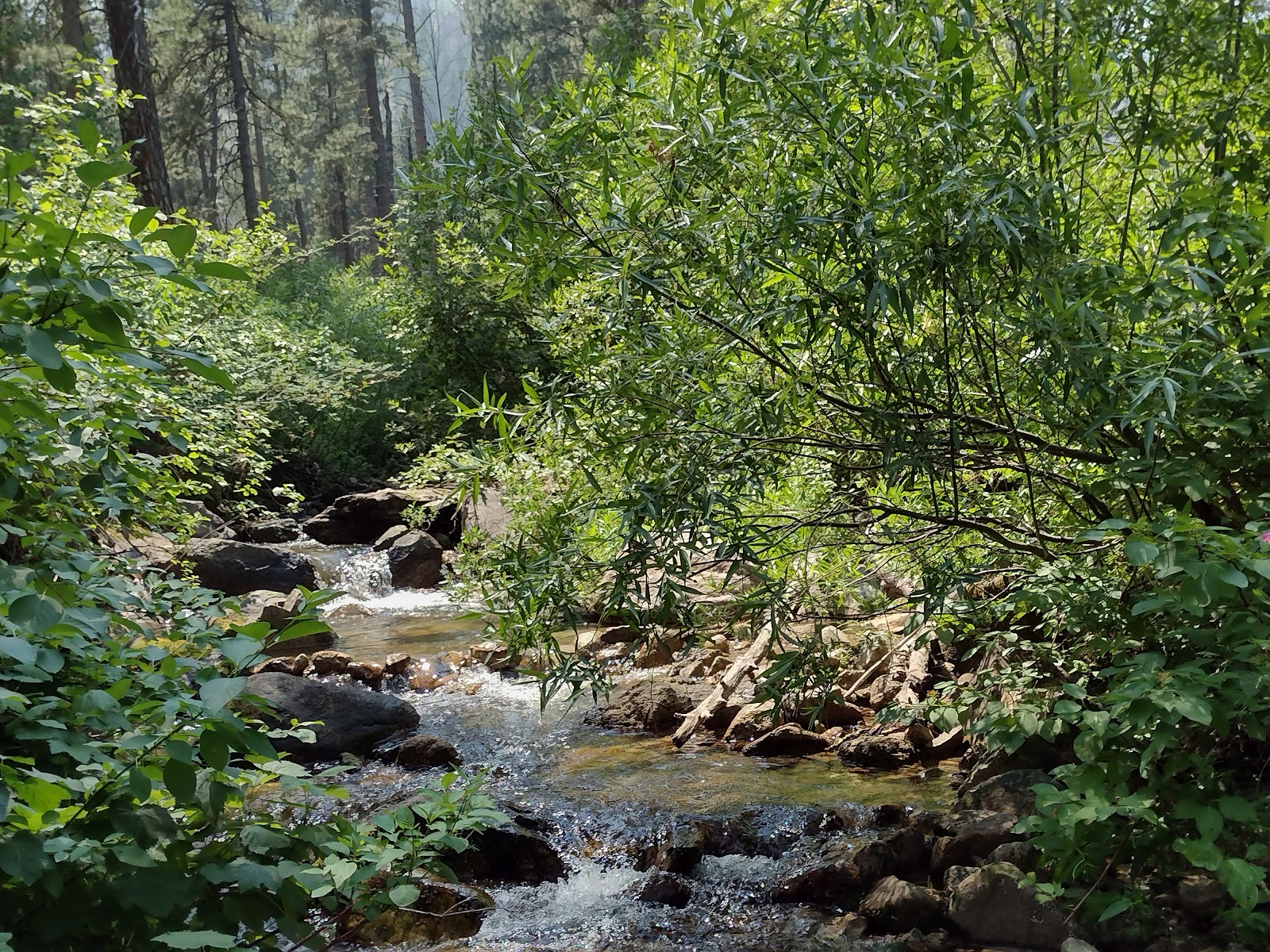 Dog Creek Campground