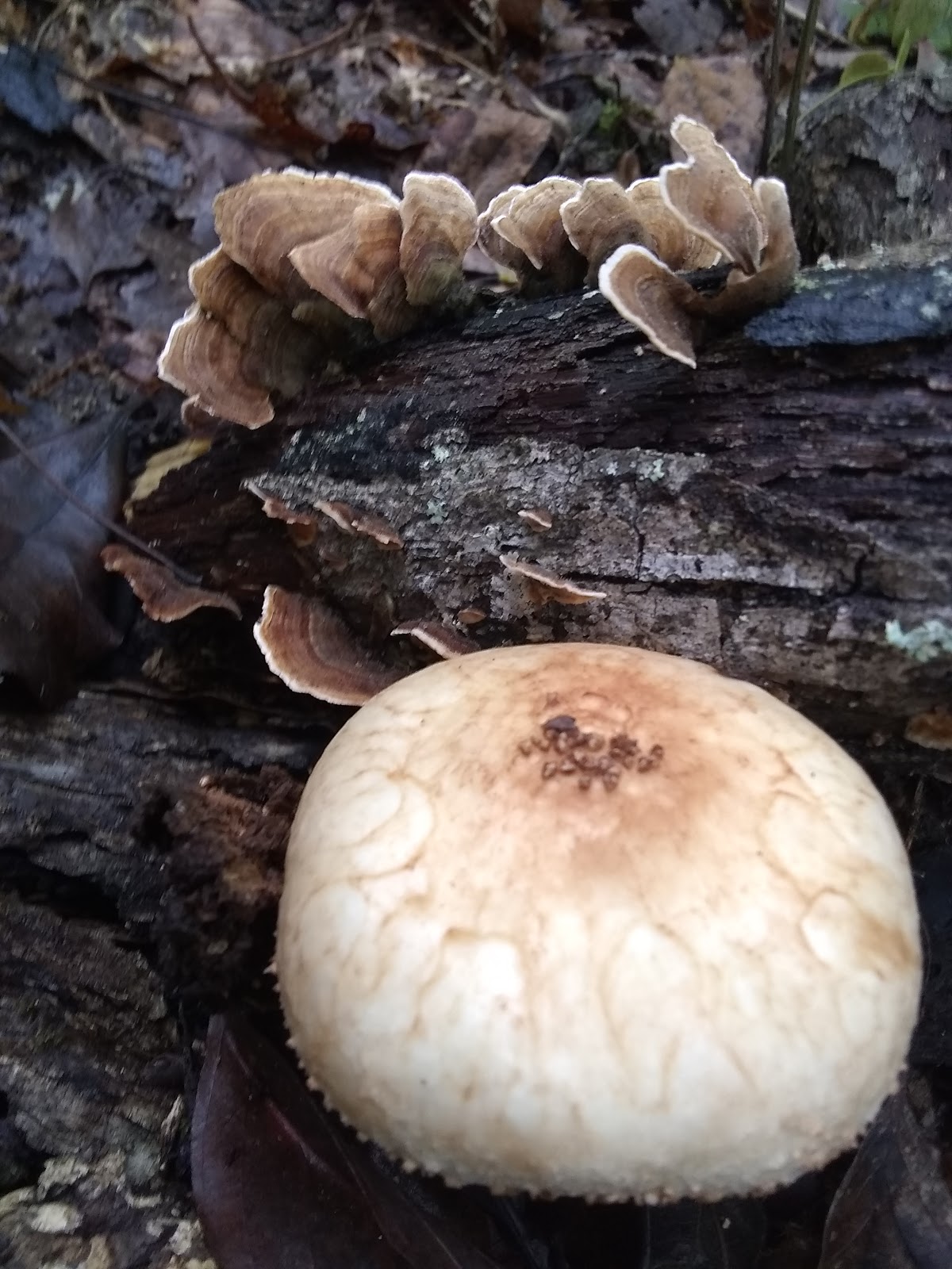 Hazel Creek Campground