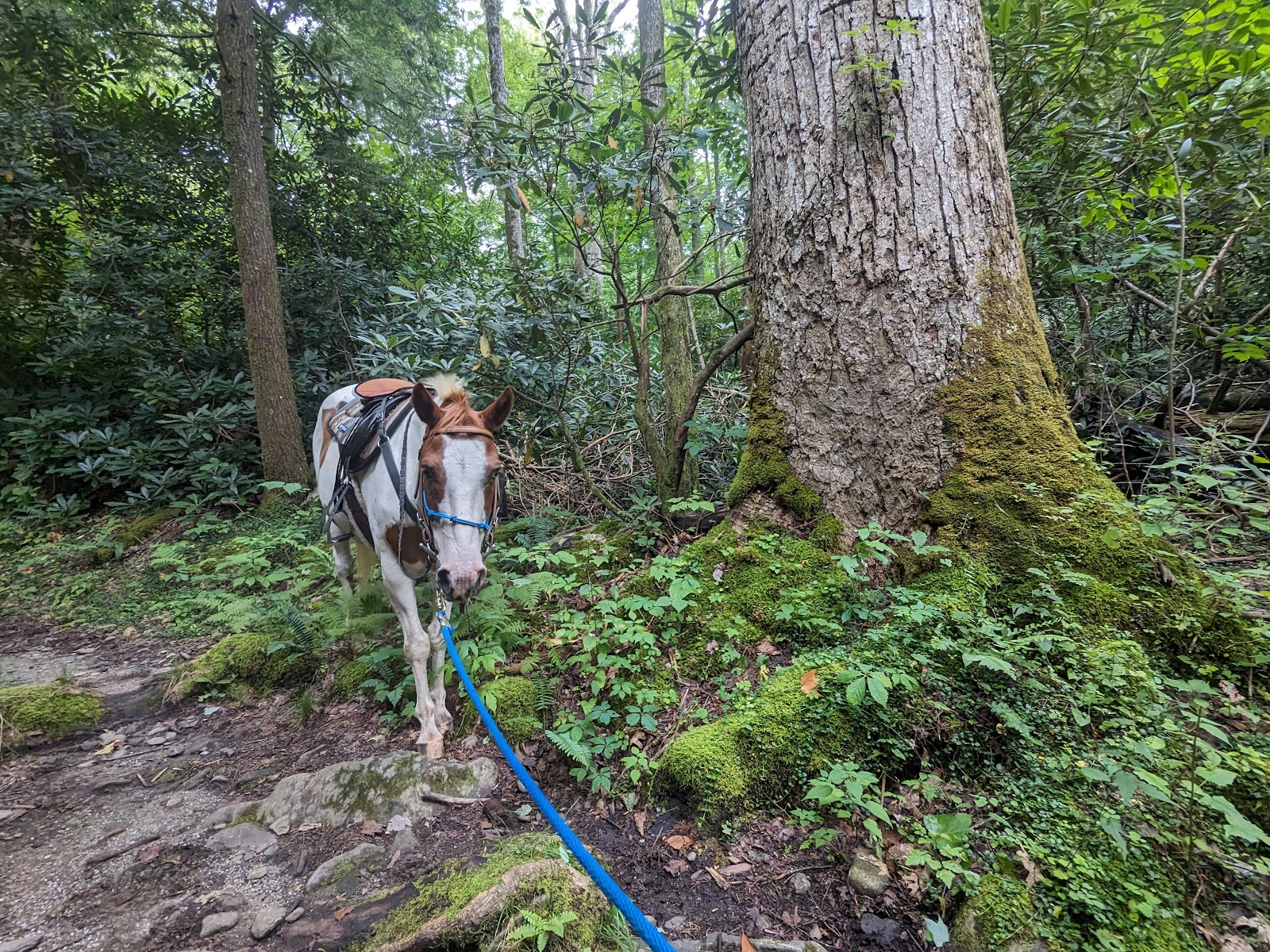 Anthony Creek Horse Camp