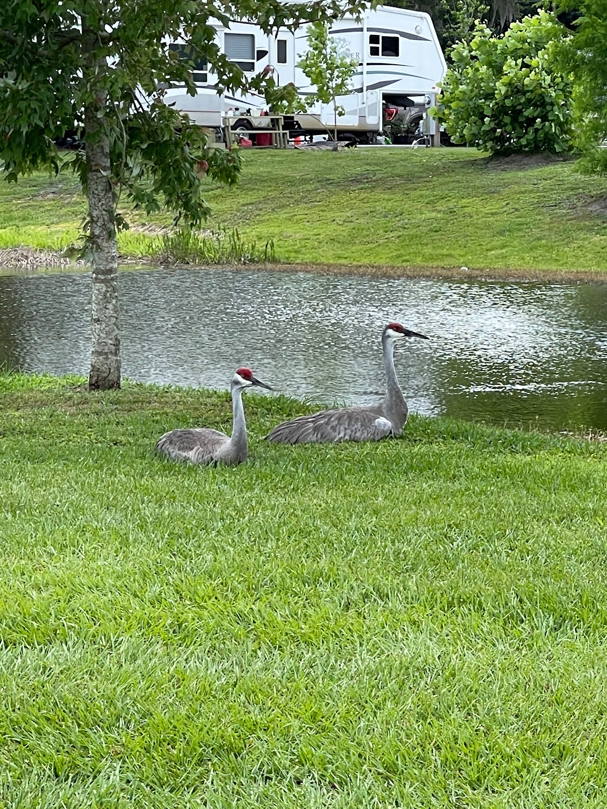 Little Flamingo RV Park
