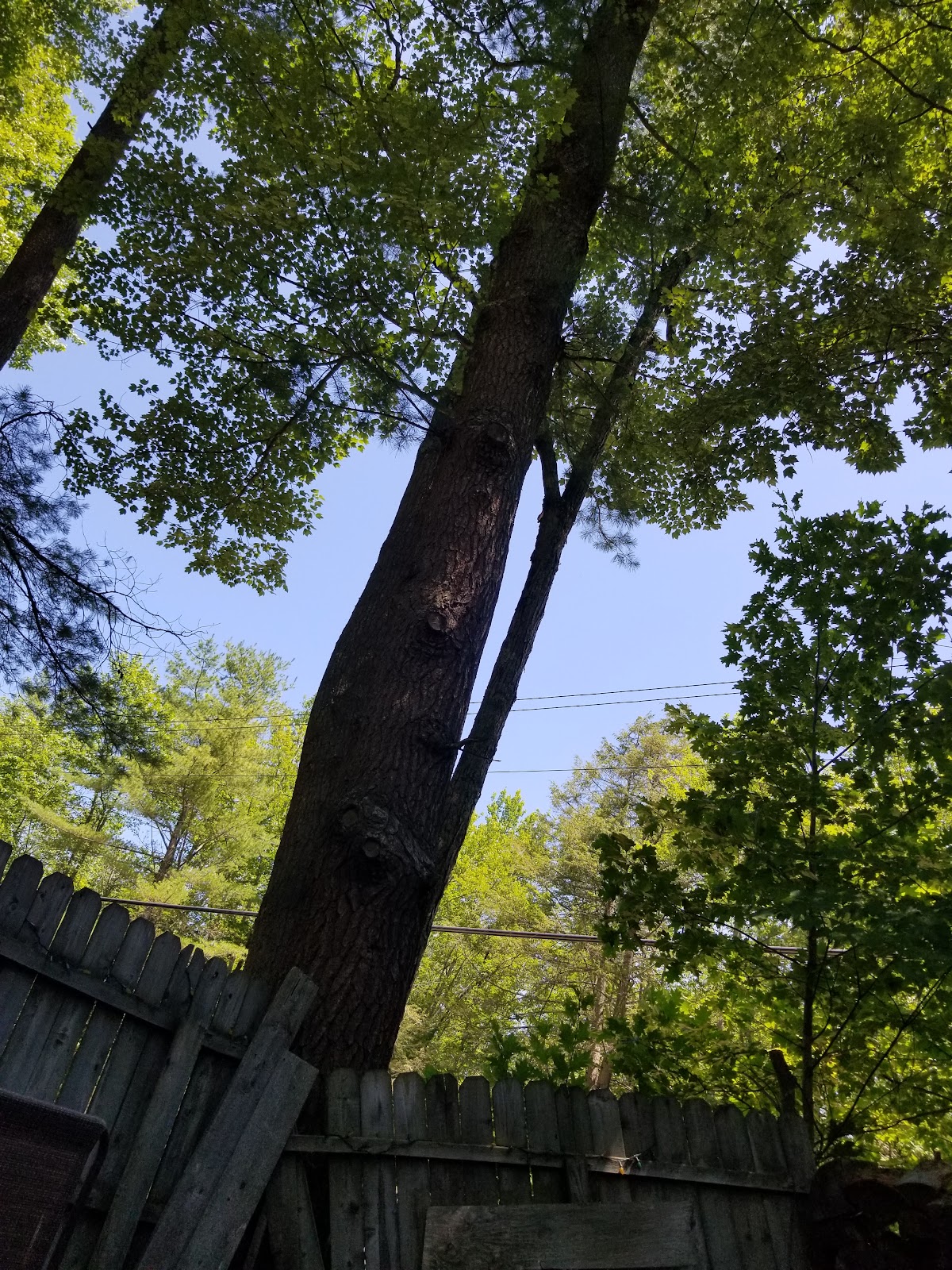 Laurel Lake Campground