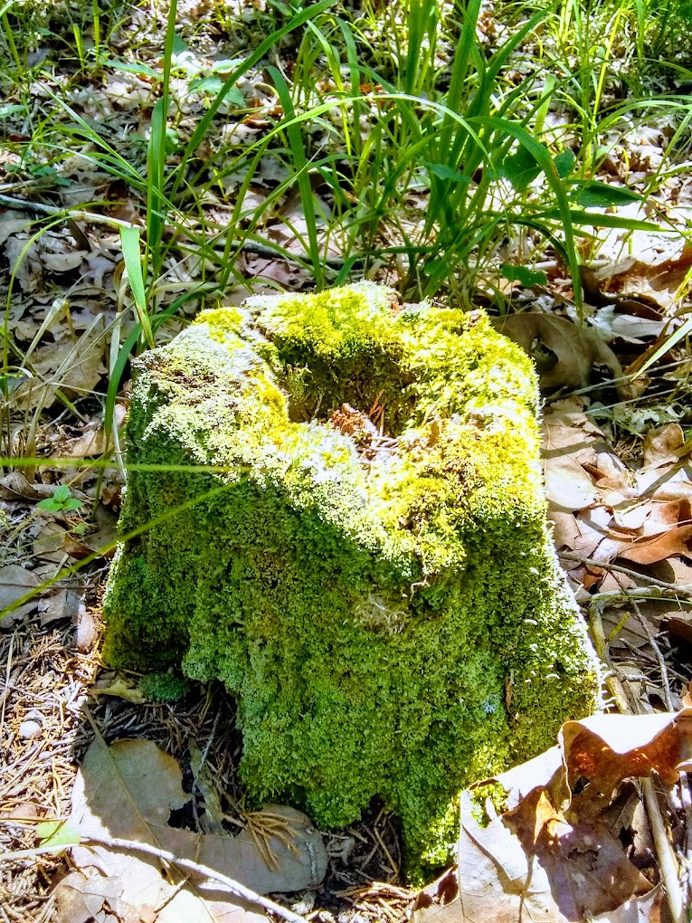 Ouachita Renegade Ranch