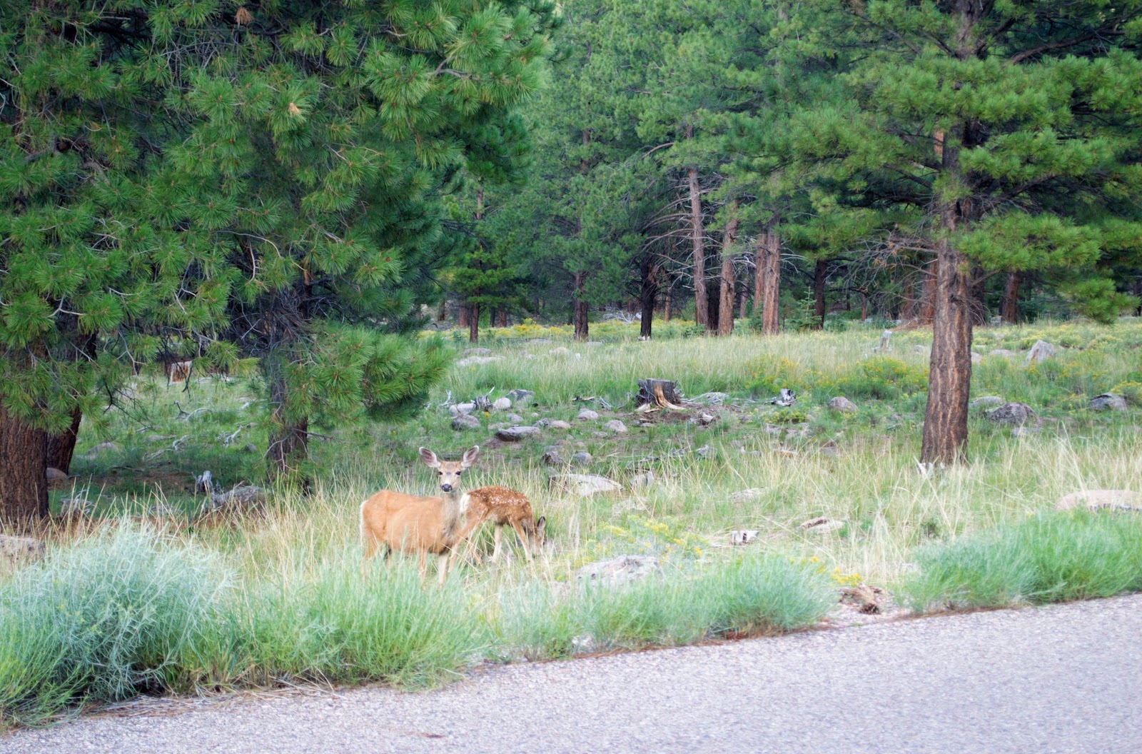Dean Gardner Campground