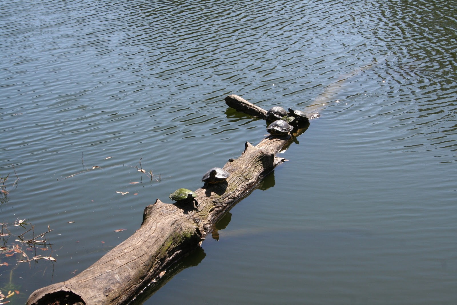 St. Augustine Beach KOA Holiday