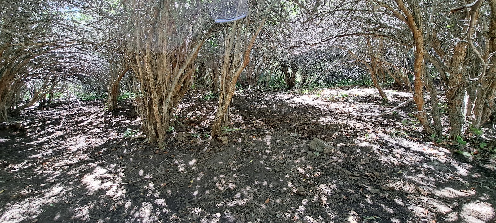 Thain Creek Campground