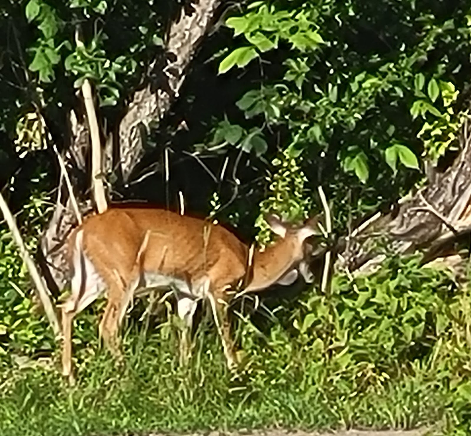 Creekside Campgrounds