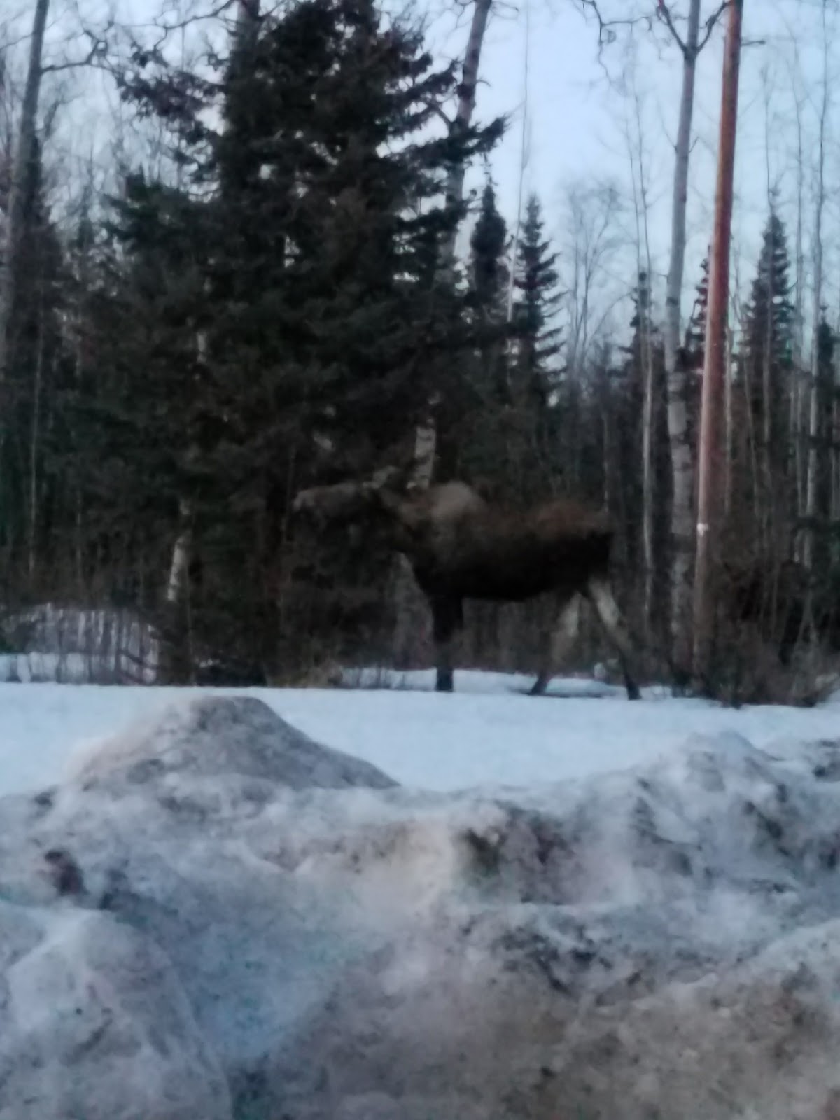 Alaskan Trails Rv & Camper Park